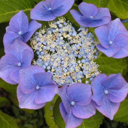 Hydrangea macrophylla Nikko Blue | ScotPlants Direct